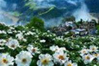 2013洛阳牡丹摄影展