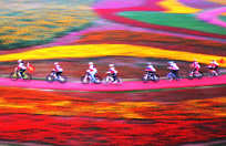 “荷兰花海”杯中国花卉摄影大展