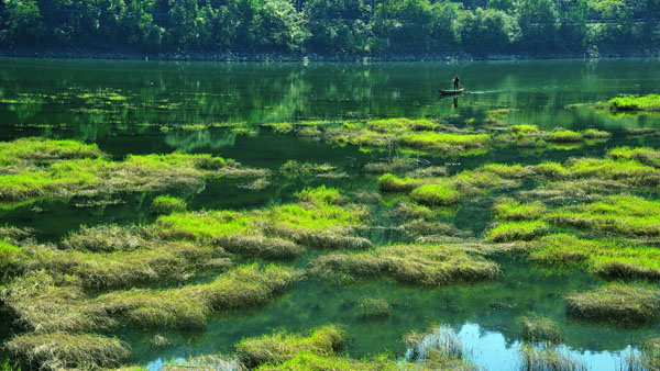 《湿地生态美》 胡红英 摄