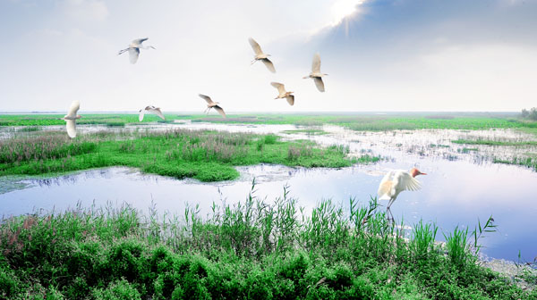 《洪泽湖湿地—夏景》