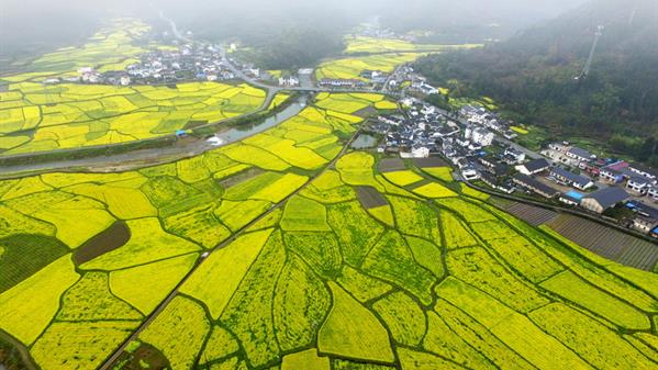 遍地黄金 吴建平  摄