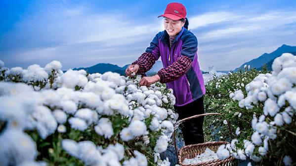 菊花种植赋能乡村振兴 毕艳娟 摄