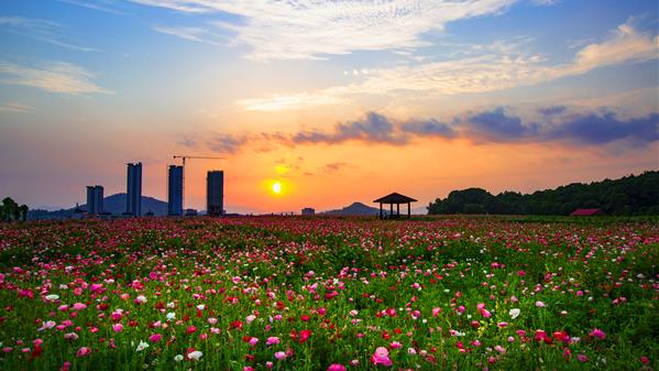 《花海广场》彭俊昌 摄