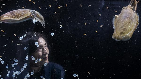虎斑乌贼育苗记 纪申浦 摄