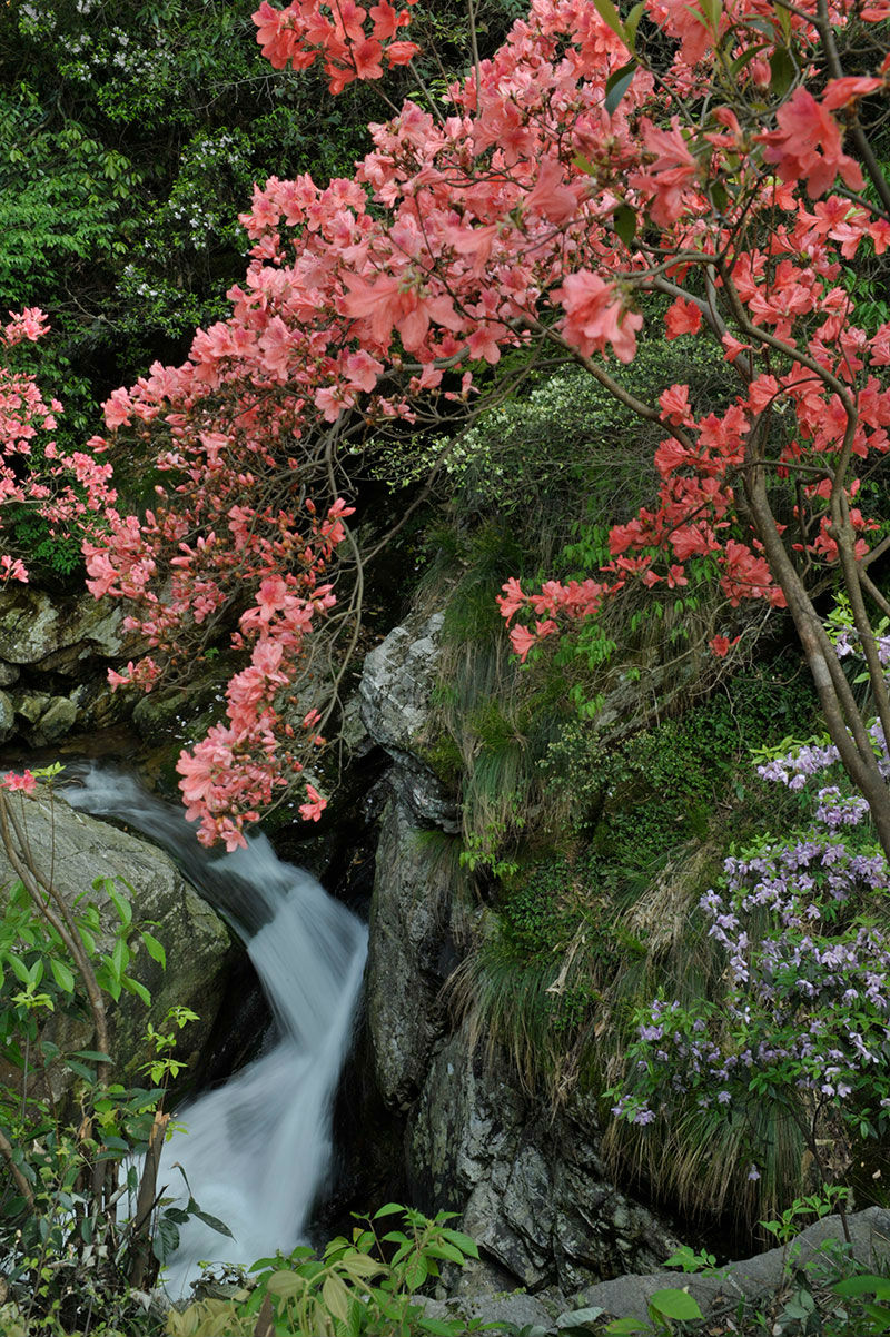 五溪山杜鹃花