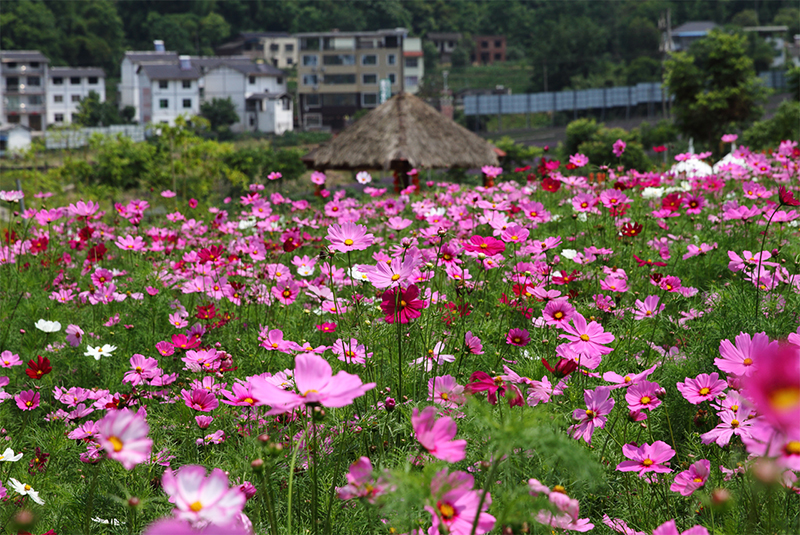 重庆市万州区奇芳花谷景区