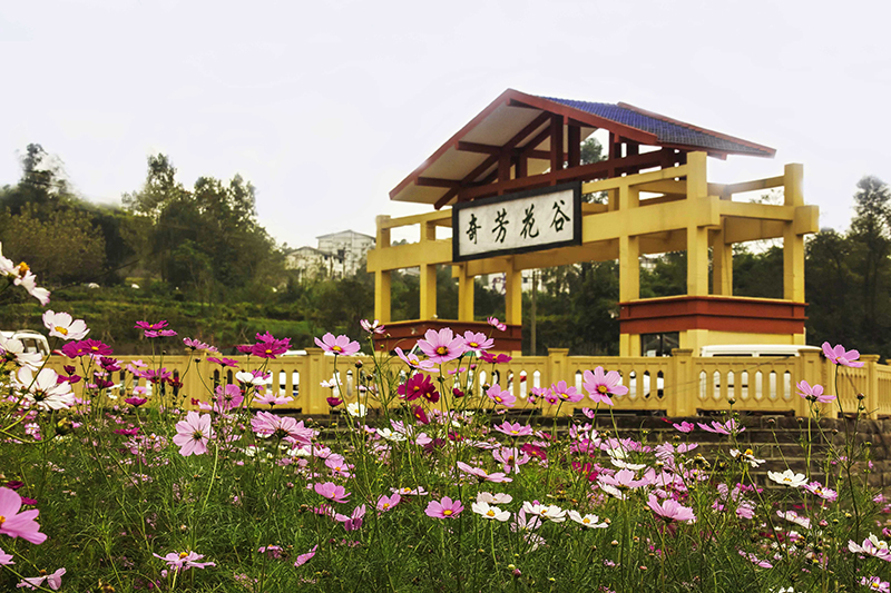 四季赏花娱乐——重庆万州奇芳花谷