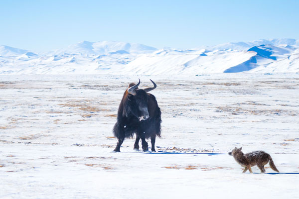"昆仑圣殿格尔木"青藏高原野生动物全国摄影大展入展作品