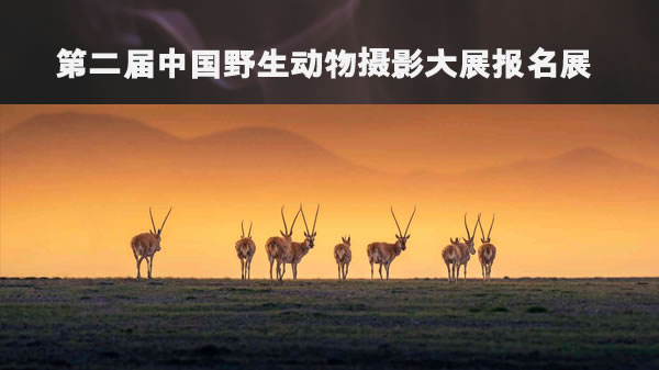 第二届中国野生动物摄影大展报名展