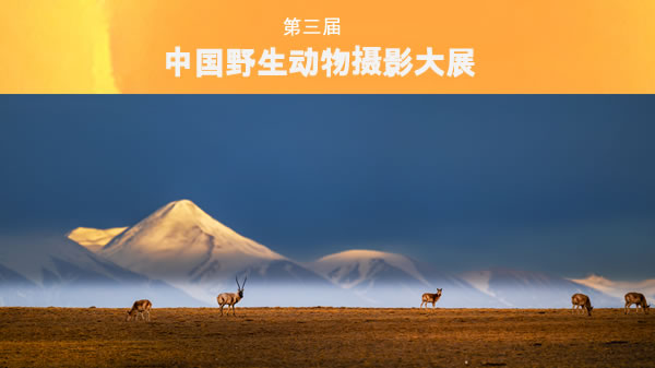 第三届中国野生动物摄影大展