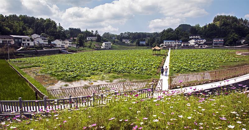 荷正茂  作品描述: 家园荷正茂  拍摄地点: 重庆市南川区大观镇中江村