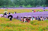 花与人的海洋