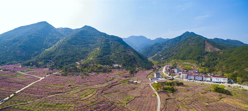 作品名称 三月桃花开 作品描述 拍摄地点 白水洋镇上官村桃花林