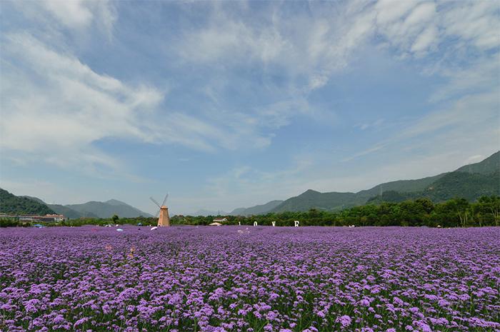 马鞭草-1  作品描述:   拍摄地点: 临海江南街道上江村百花园  拍摄