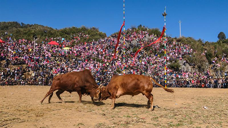 都要举办花山节的活动,而花山节中最精彩的莫过于斗牛比赛,这是花山节