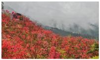 满山遍红