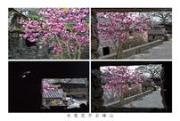 木笔花开石峰山