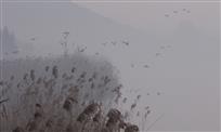 湿地野鸭