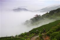 雾绕茶山
