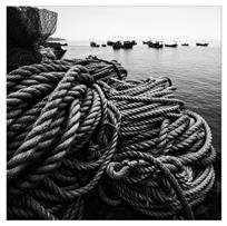 《情系大海》