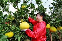 又到柚子丰收时（组照6幅）