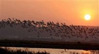 群鸟与夕阳