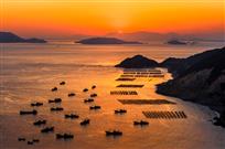 《金色鲜迭》