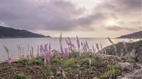 面朝大海，山花烂漫