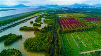 萋萋湿地有红倦