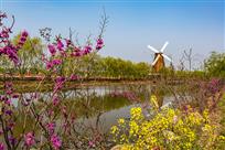 【鲜花伴湿地】