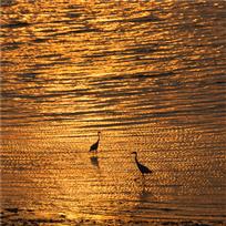 夕阳烁金