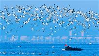 湿地生态