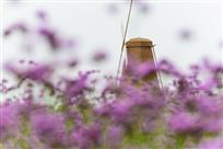 湿地六月花