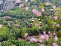 春来采茶忙