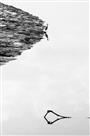 海边鹭影