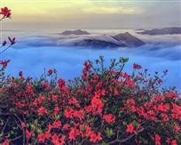 杜鹃花开时