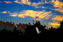 《夕阳鹭鸣》
