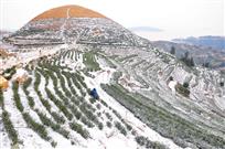 瑞雪兆茶园