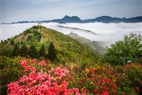 杜鹃花开