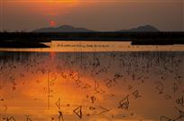 湿地夕阳