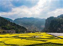 花开丰都