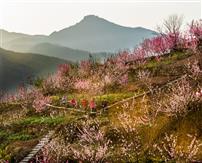三月桃花开