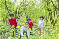 柚花香四月