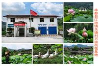 江池关塘村万亩荷花基地