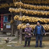 又是丰收年