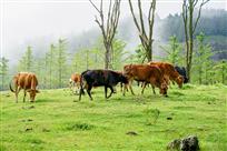 高山牧场