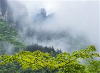 雾兆山羞