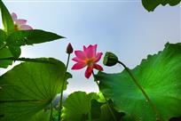 花韵