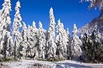 《雪松迎宾》