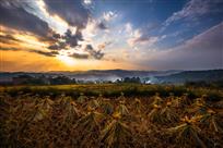 《南洋村夕照》